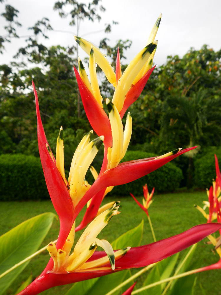 costaricaarenalbirdofparadise